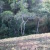 COD 04 DELFIM MOREIRA - Image 7